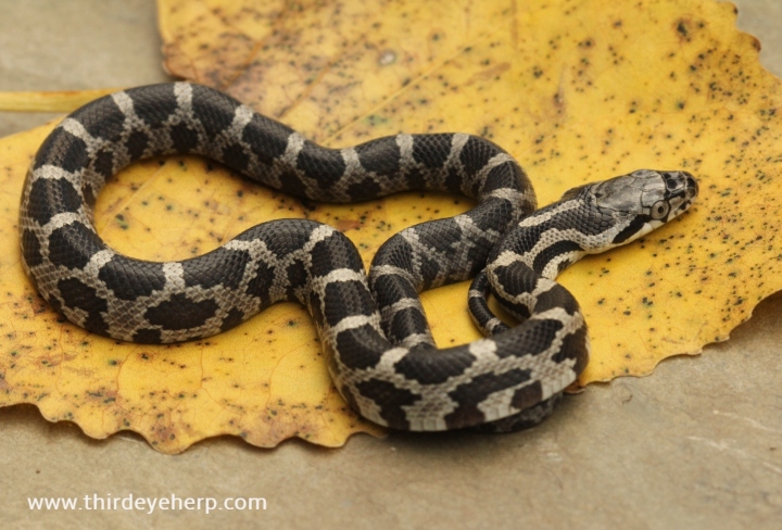 Black Rat Snake